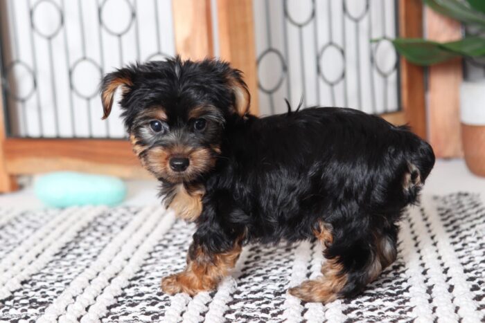 Miles - Amazing Male Yorkie Puppy - Image 3