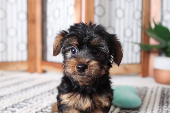 Miles - Amazing Male Yorkie Puppy - Image 4