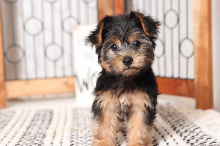 Millie - Beautiful Little Female ICA Yorkie