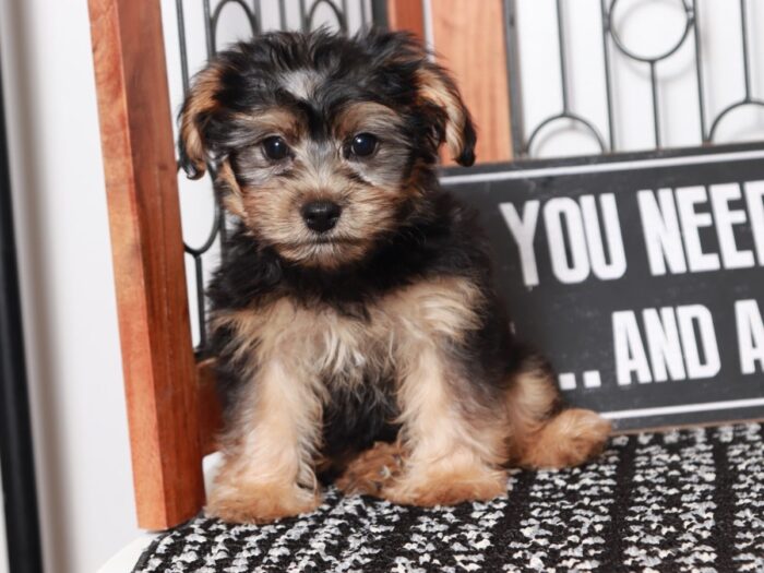 Millie - Darling Little Black/Tan Female Yochon Puppy