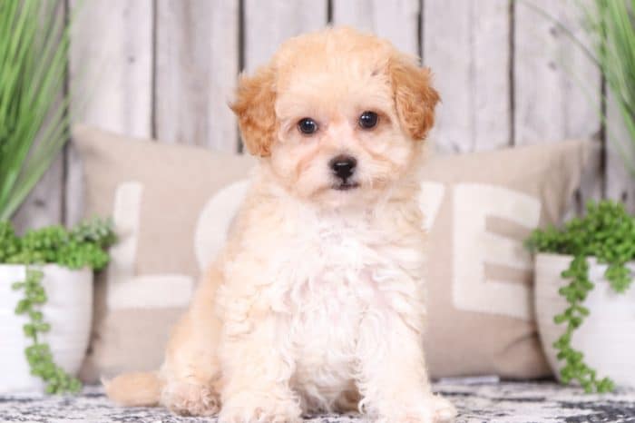 Millie - Darling F1B Shih-Poo