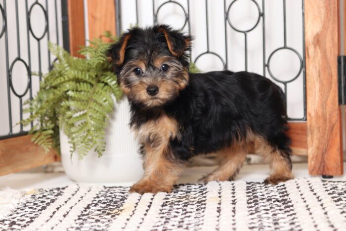 Millie - Beautiful Little Female ICA Yorkie - Image 2