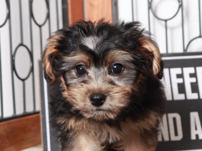 Millie - Darling Little Black/Tan Female Yochon Puppy - Image 3