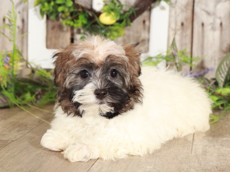 Millie - Lovley Havanese - Image 4