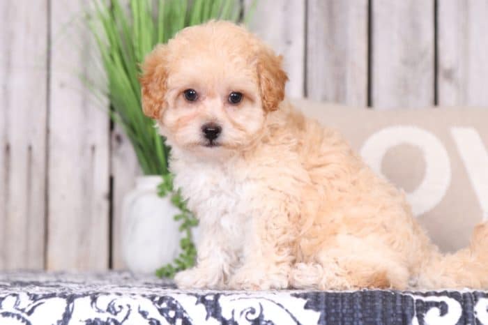 Millie - Darling F1B Shih-Poo - Image 2