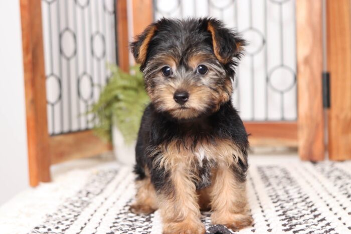 Millie - Beautiful Little Female ICA Yorkie - Image 4