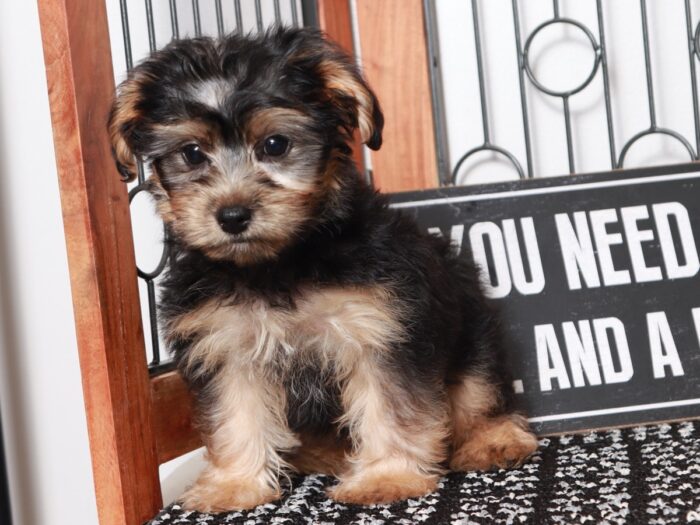 Millie - Darling Little Black/Tan Female Yochon Puppy - Image 4