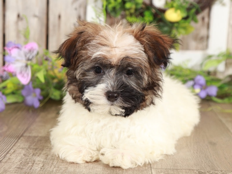 Millie - Lovley Havanese - Image 3