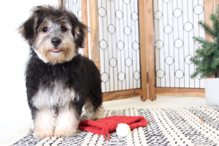 Millie- Adorable Female Morkie Puppy
