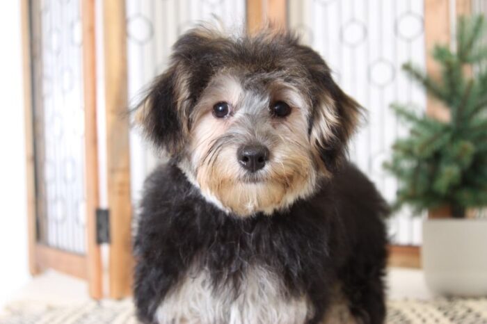 Millie- Adorable Female Morkie Puppy - Image 2