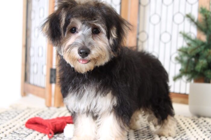 Millie- Adorable Female Morkie Puppy - Image 3