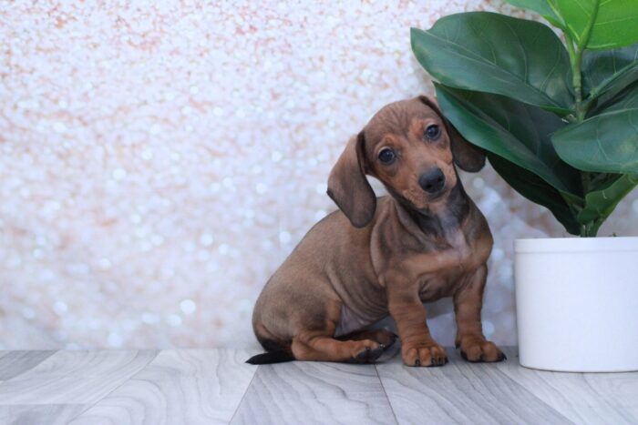 Mimi- Sweet ACA Female Dachshund Puppy - Image 4