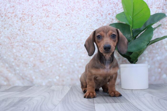 Mimi- Sweet ACA Female Dachshund Puppy - Image 3