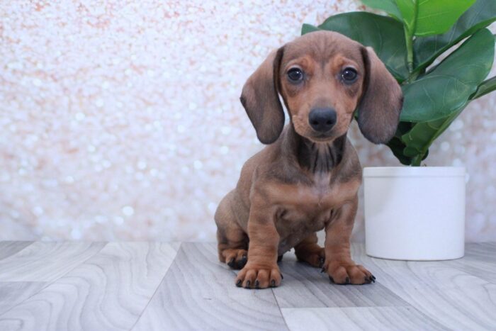 Mimi- Sweet ACA Female Dachshund Puppy