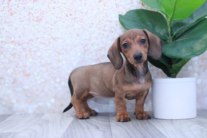 Mimi- Sweet ACA Female Dachshund Puppy - Image 2
