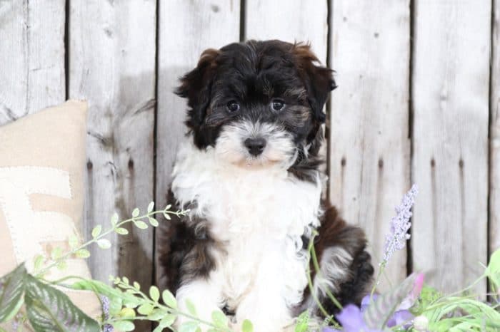 Minne -  Brindle and White Mini Aussie Poo