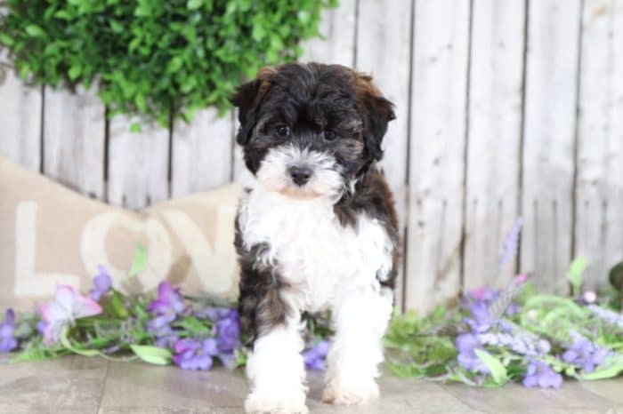 Minne -  Brindle and White Mini Aussie Poo - Image 2