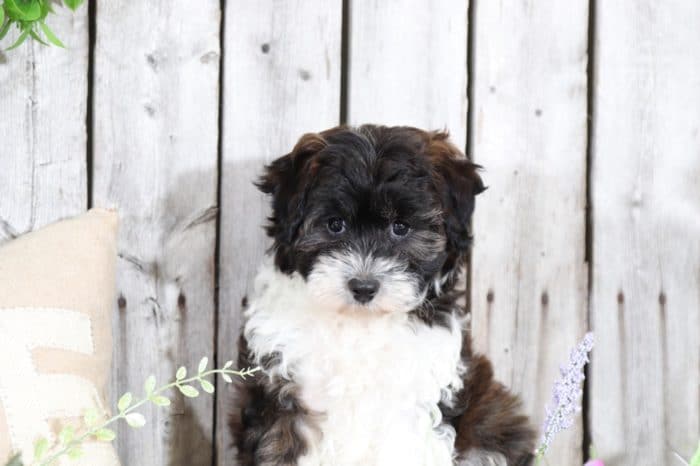Minne -  Brindle and White Mini Aussie Poo - Image 3