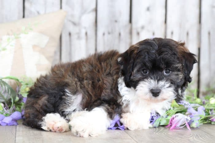 Minne -  Brindle and White Mini Aussie Poo - Image 4