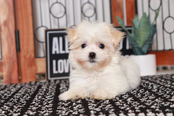 Missy - Cuddly Little Female ACA Havanese Puppy