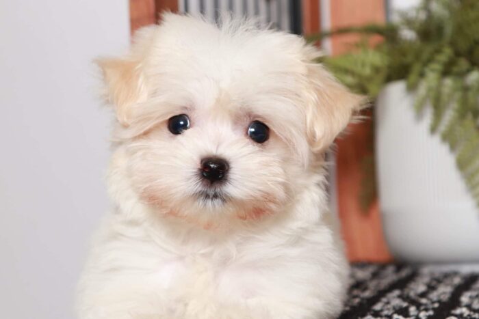 Missy - Cuddly Little Female ACA Havanese Puppy - Image 2