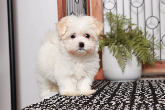 Missy - Cuddly Little Female ACA Havanese Puppy - Image 3