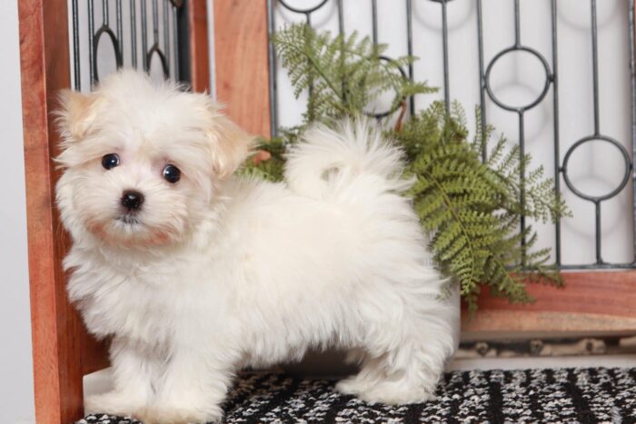 Missy - Cuddly Little Female ACA Havanese Puppy - Image 4