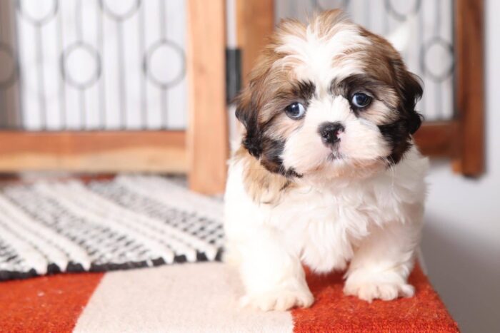 Mitch- Handsome Little ACA Male Imperial Shih Tzu Puppy