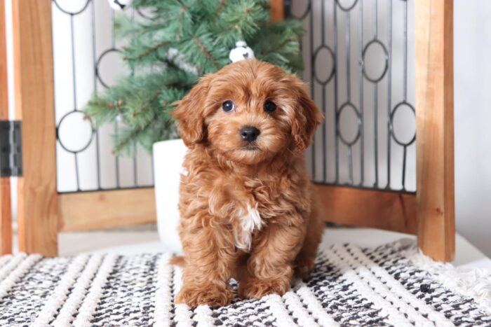 Mitch - Fun Red F1B Male Cavapoo Puppy
