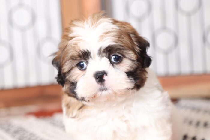 Mitch- Handsome Little ACA Male Imperial Shih Tzu Puppy - Image 2