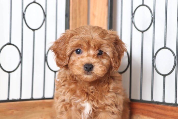 Mitch - Fun Red F1B Male Cavapoo Puppy - Image 2