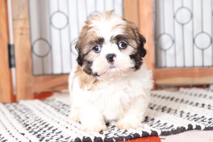 Mitch- Handsome Little ACA Male Imperial Shih Tzu Puppy - Image 3