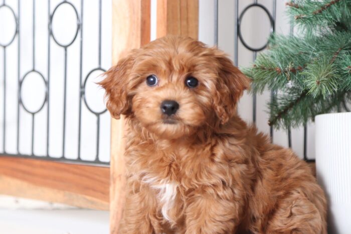 Mitch - Fun Red F1B Male Cavapoo Puppy - Image 3