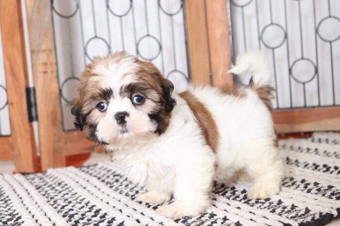 Mitch- Handsome Little ACA Male Imperial Shih Tzu Puppy - Image 4