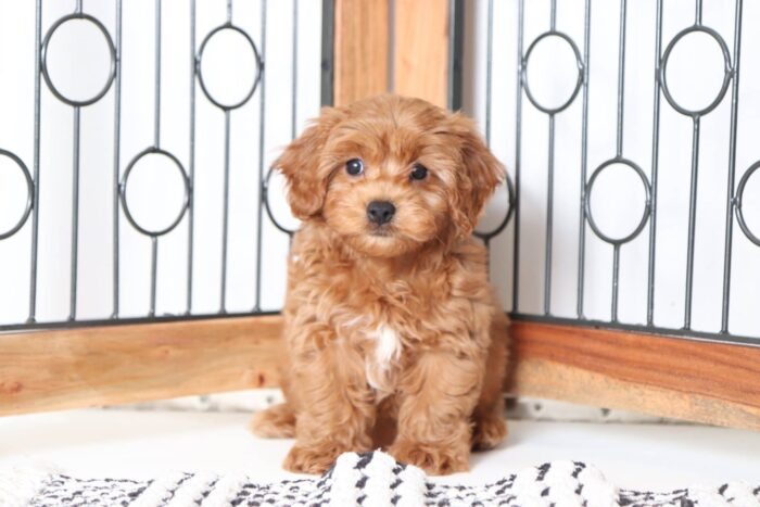 Mitch - Fun Red F1B Male Cavapoo Puppy - Image 4