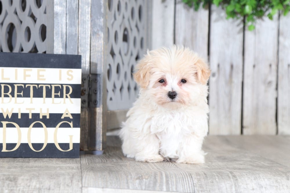 teacup morkie rescue