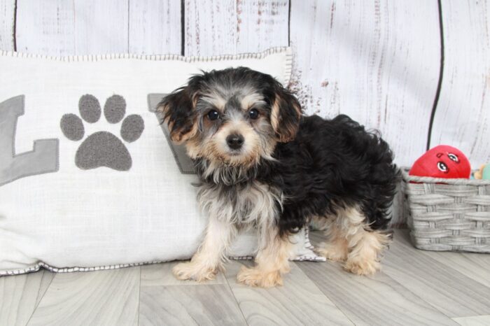 Miya - Happy Female Yochon Puppy