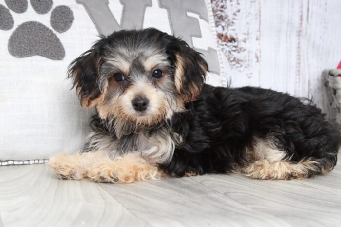 Miya - Happy Female Yochon Puppy - Image 2