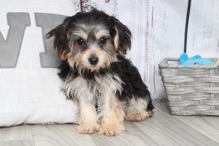 Miya - Happy Female Yochon Puppy - Image 4