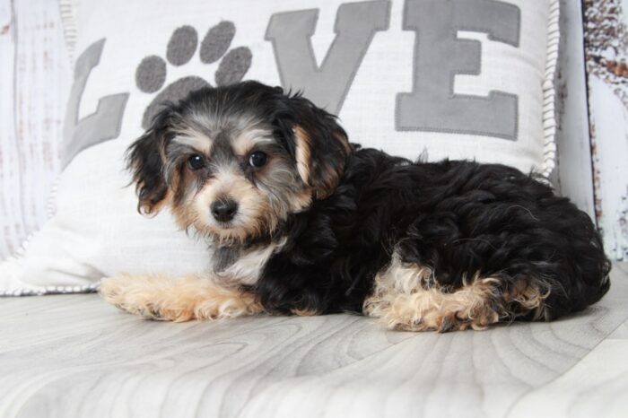 Miya - Happy Female Yochon Puppy - Image 3
