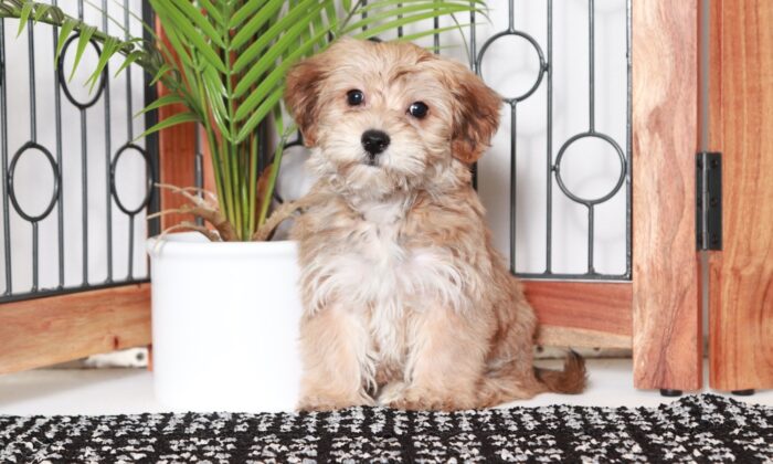 Mocha  - Adorable Little Brown Female Yochon Puppy