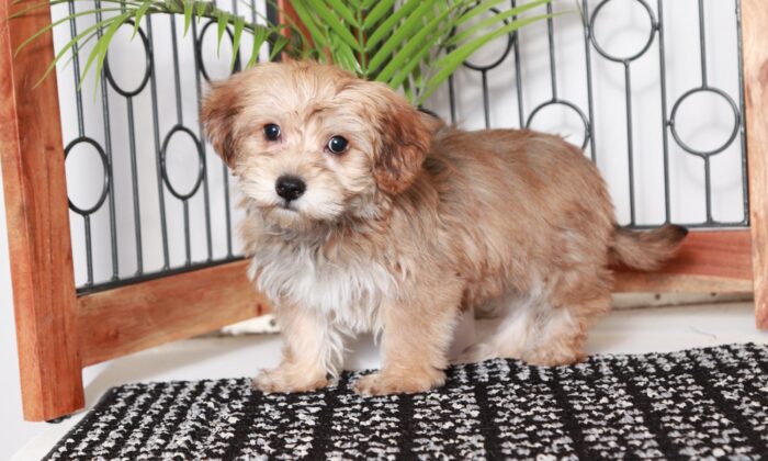 Mocha  - Adorable Little Brown Female Yochon Puppy - Image 2