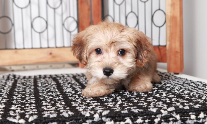 Mocha  - Adorable Little Brown Female Yochon Puppy - Image 3