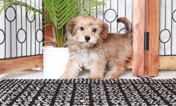 Mocha  - Adorable Little Brown Female Yochon Puppy - Image 4