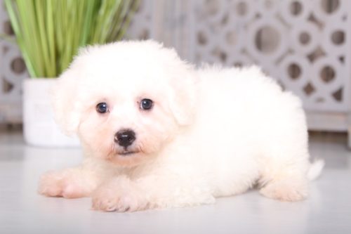 Bichon