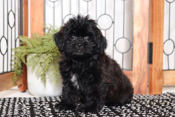 Moki - Cuddly Little Female Shih-poo Puppy - Image 4