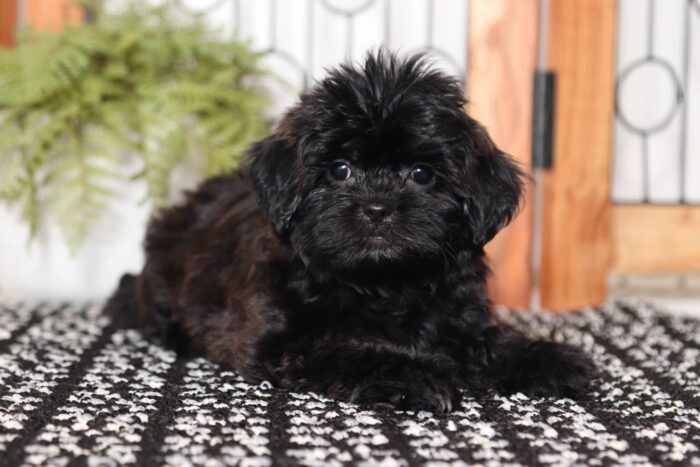 Moki - Cuddly Little Female Shih-poo Puppy - Image 3