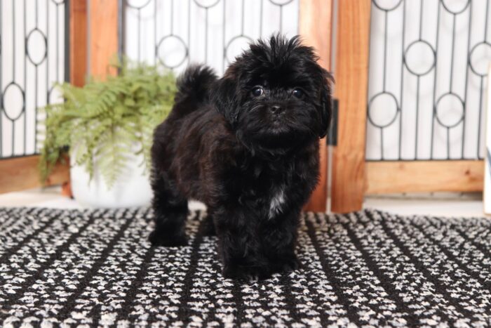 Moki - Cuddly Little Female Shih-poo Puppy - Image 2