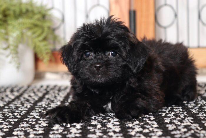 Moki - Cuddly Little Female Shih-poo Puppy