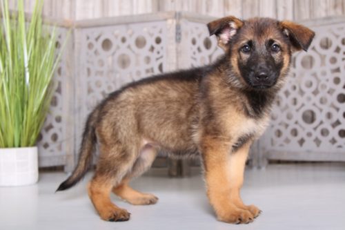 German Shepherds